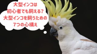 100均インコ温室の作り方 保温目的ならアクリルケースは不要 Gacomedia
