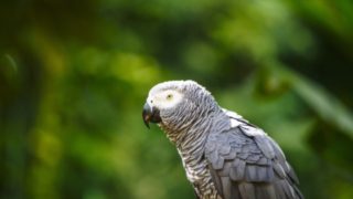 100均インコ温室の作り方 保温目的ならアクリルケースは不要 Gacomedia